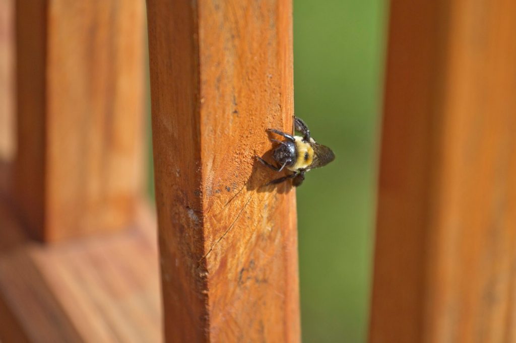 Carpenter bees and log homes: a bee boring into log siding
