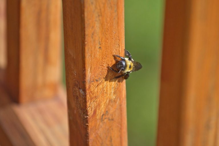 Carpenter bees and log homes: a bee boring into log siding